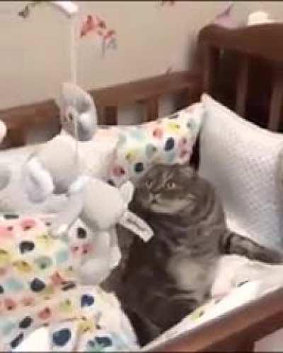 Cat experiences sensory overload