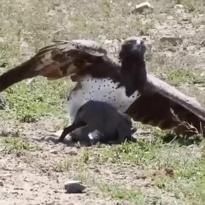 Орел спользует порося в качестве шлепанца