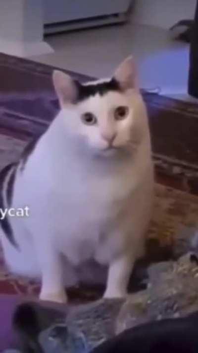 Cute chonker (ignore goofy ahh sounds)