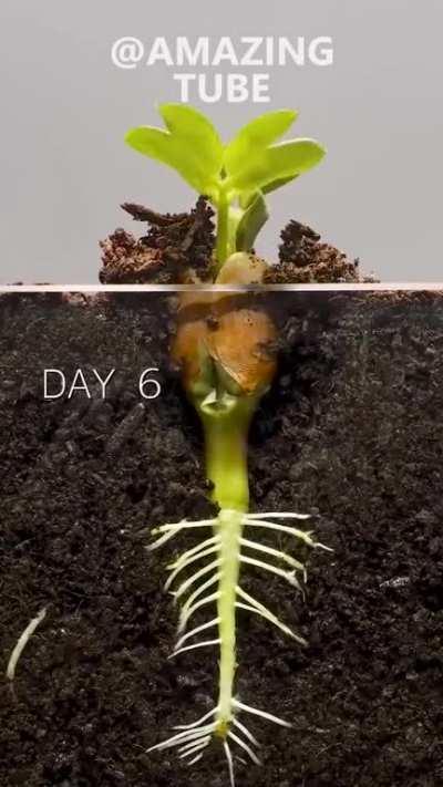 Time Lapse of a Peanut seed