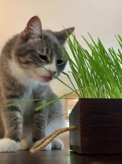 Cat grass blep