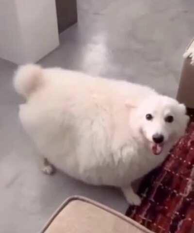 FlOriDa MaN RiPs pOoR PuppY iN HALF!