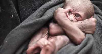 She's here! Nadiri gave birth to a daughter at Seattle's Woodland Park Zoo!