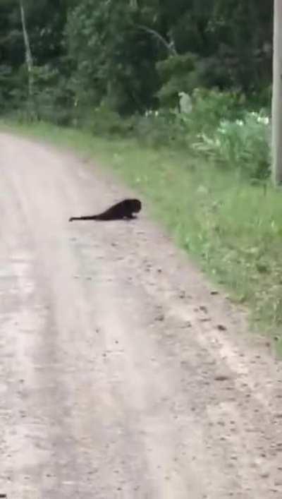 Monkey is bad at math