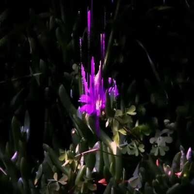 What a strange flower?