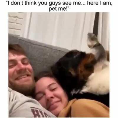 He just wants to be pet