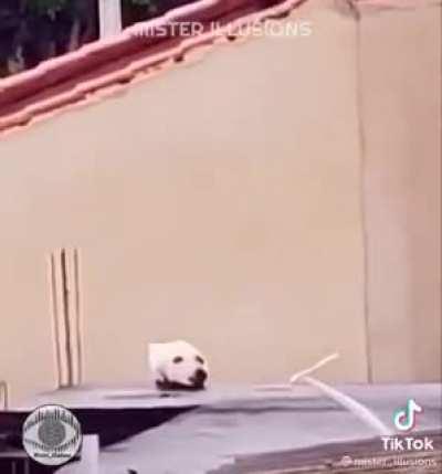 Oh what the dog do-- oh