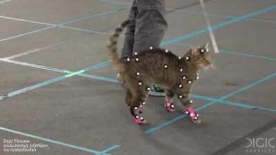 Cat motion capture