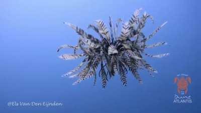 Rare glimpse of a Feather Star (Dichrometra palmata)