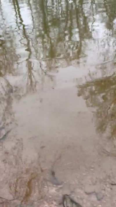 Absolute Chad Savannah River