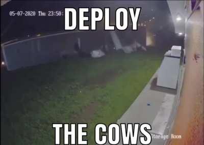 DEPLOY THE COWS!!