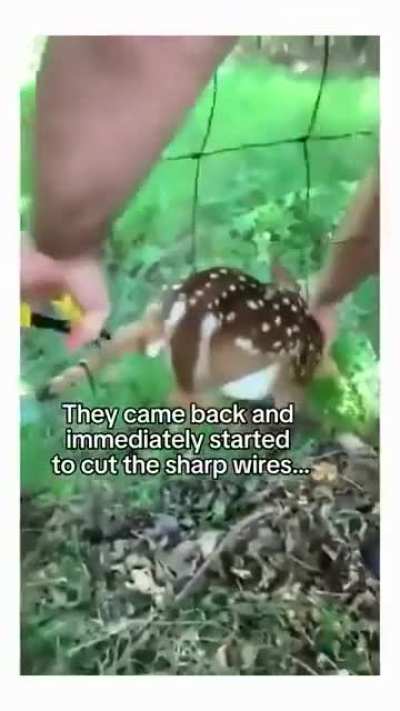 Smart Mama deer
