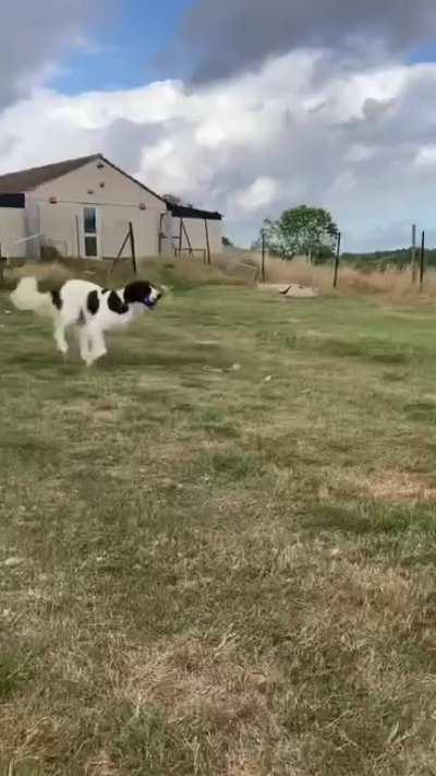 Dogs At The Rescue Center Choosing Their Toys