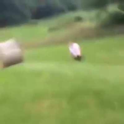 What could go wrong jumping a hay bale?