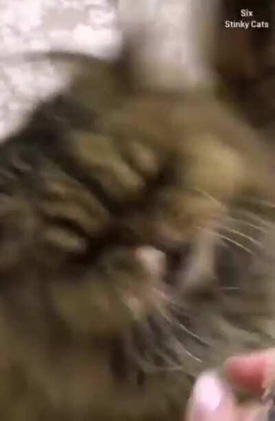 No one Touches -Cecil's hair-