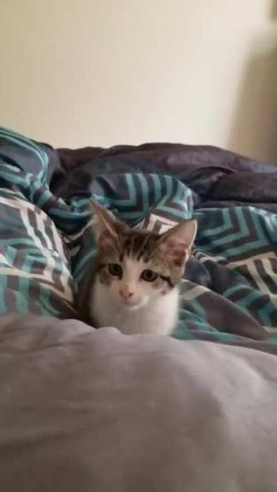 No finger is safe from this tailless kitten