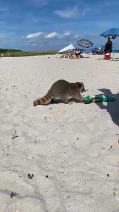 Raccoon going for it