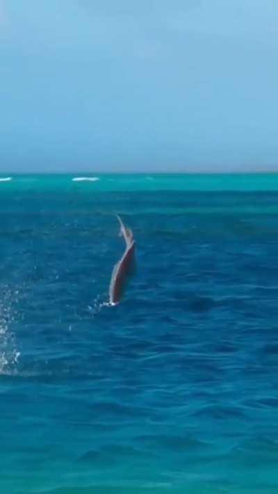 Oop, shit… missed. Awkward. Ah well