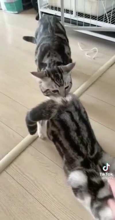 Going in for the ultimate strike