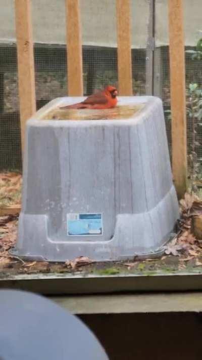 ...I should get a bird bath