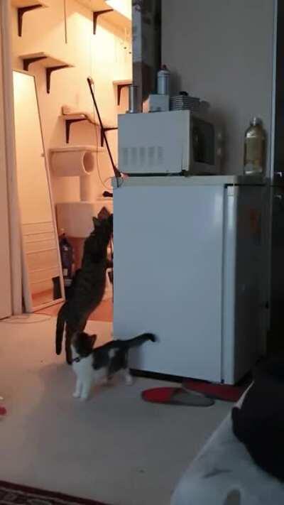 Cat takes down stuck toy so kitten can play with it again