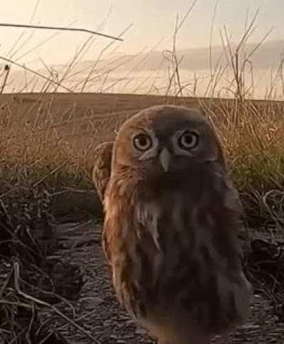 🔥 This owlet is very curious. 🔥