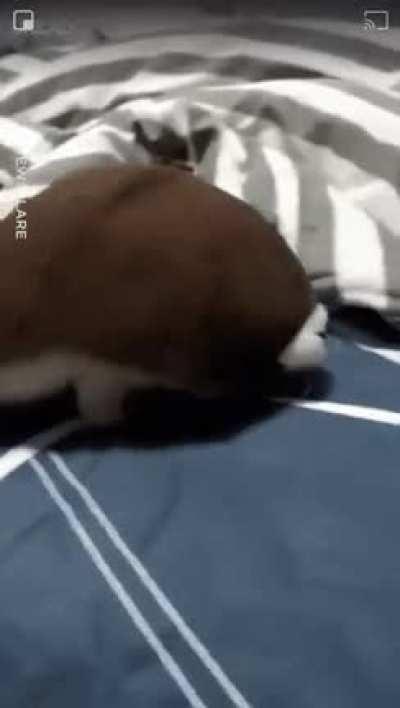 Vc já viu muita coisa hj, que tal ver um gato que acha que é uma tartaruga?