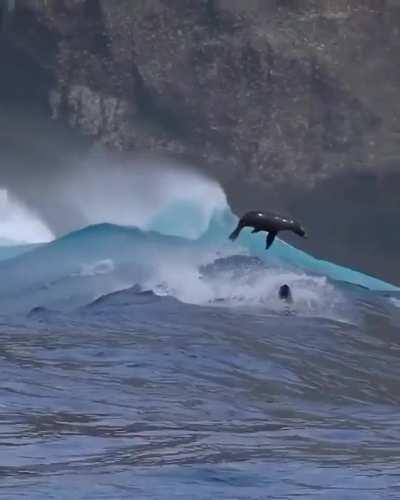Sea lions riding the waves