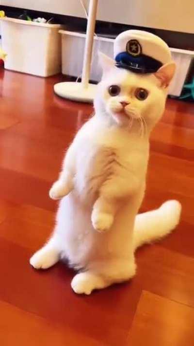 Cat.
