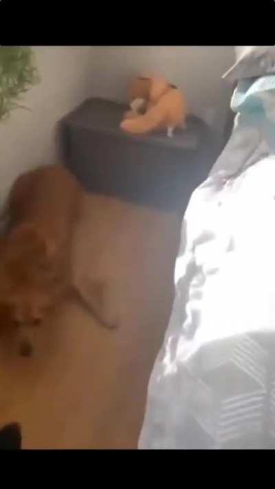 Why are they so funny?