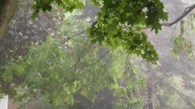 Under the canopy in my backyard....ahhhh.