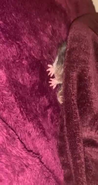 Open for a surprise! 🐀🐀🐀