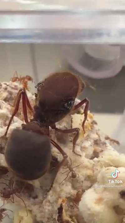 The size of this Queen Ant