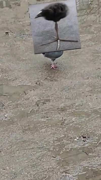 PIGEONIFICATION!!!!!