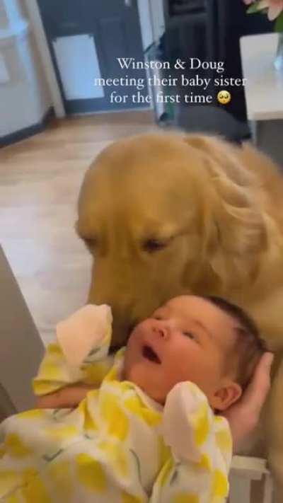 Dog offers his toy to new born baby:)
