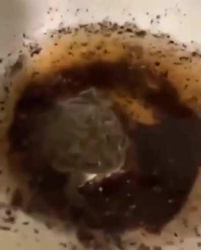 He can attack caw caw