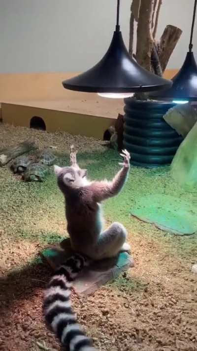 Lemur's receiving some Vitamin D