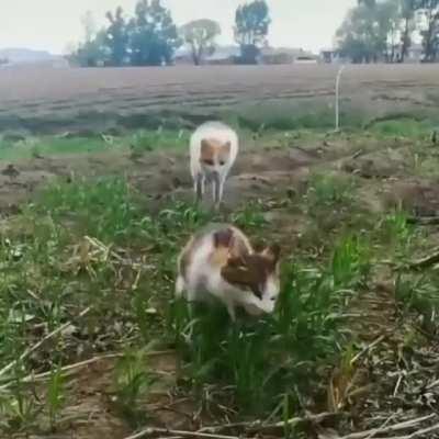 Attacked from behind