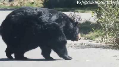 One hell of a black bear