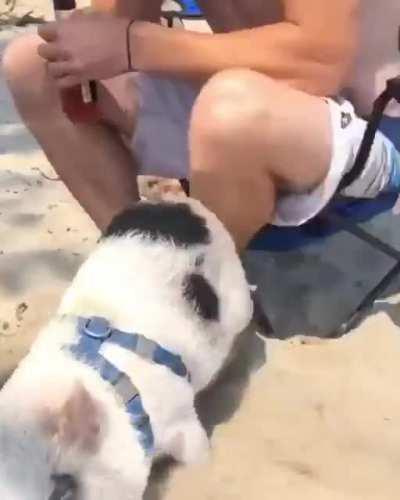Piggy at the beach