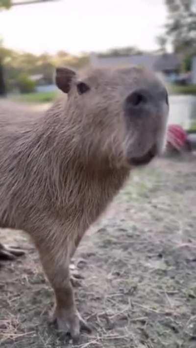 He sound jus like Pablo carter 😳