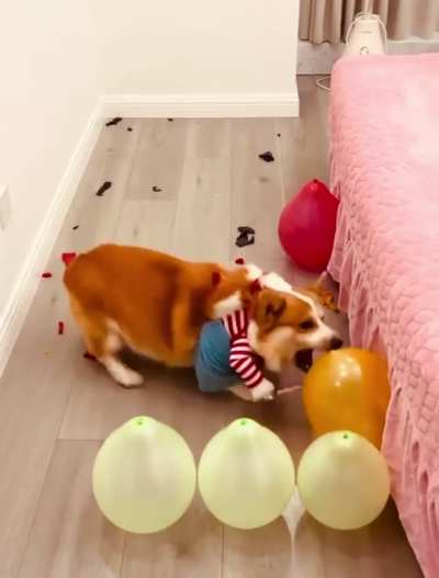Corgi walks the balloon path differently