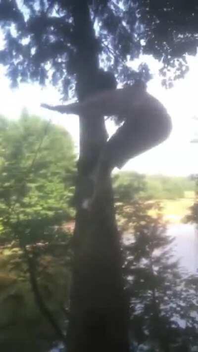 damn that tree came out of nowhere......