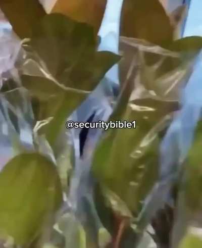 Meanwhile, at Aldi. Security steps in to deal with an unruly shoplifter.