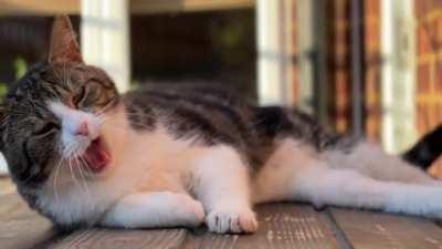 He saw me filming and decided to go through all of his animations