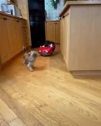 The Fast and the Furbious!