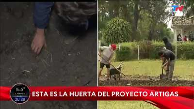 De cuando Grabois tomo un campo y puso plantines de perejil comprados 