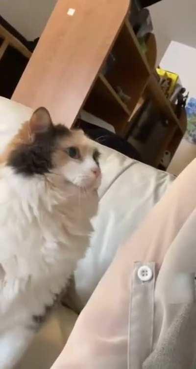 Kitty headbutts for pets