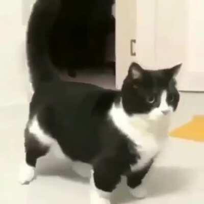 Cat go some moves doe