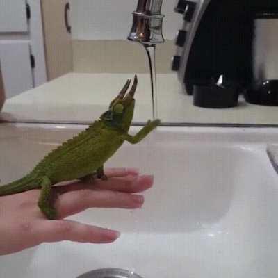 Chameleon fascinated by water tap